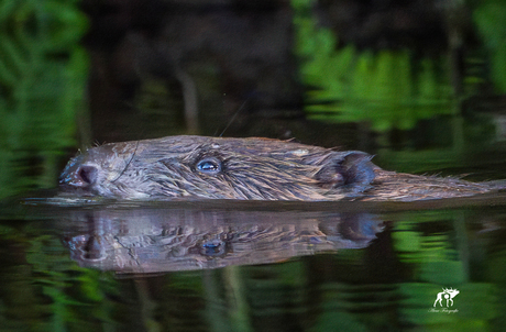 Bever in de Lesse