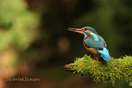 IJsvogel met prooi