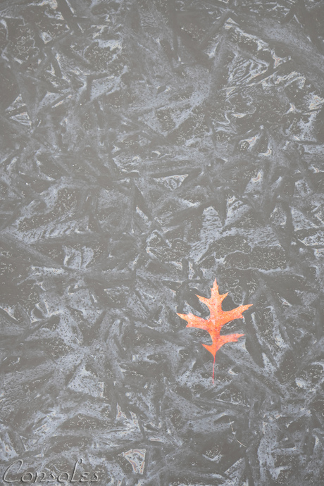 The frozen oak leaf