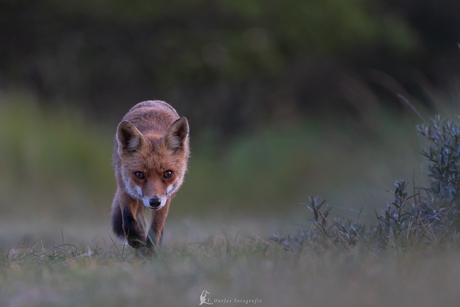 Ontmoeting met een vos