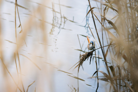 Baardman op nog geen 2m