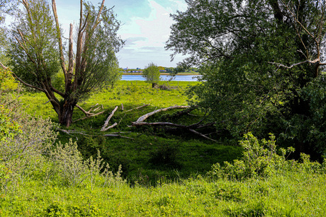 Oud Hout