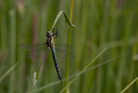 Libelle