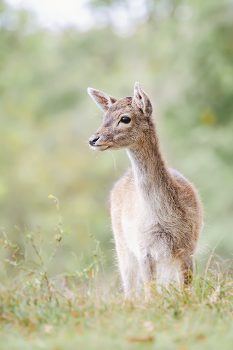 Bambi 