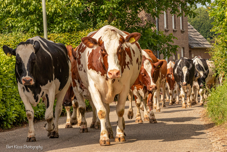 Wij gaan naar de stal…