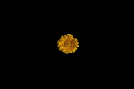 Gerbera 