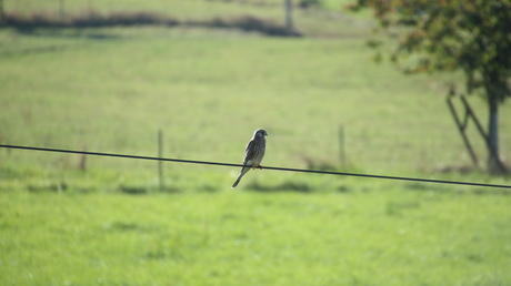 Bird on a wire