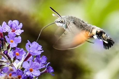 Colibrievlinder 