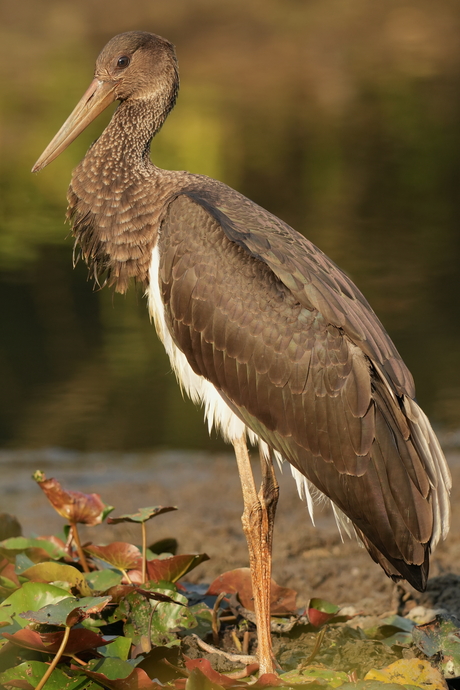 Juveniele zwarte ooievaar
