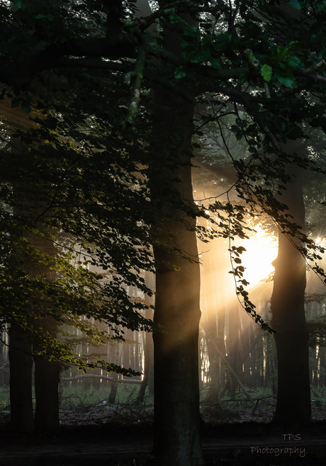 Lampje in het bos