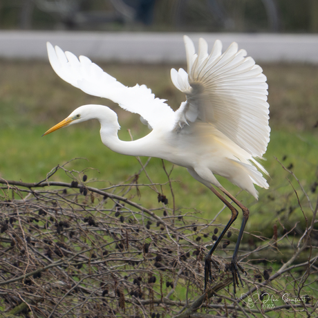 Zilver reiger tijdens landing