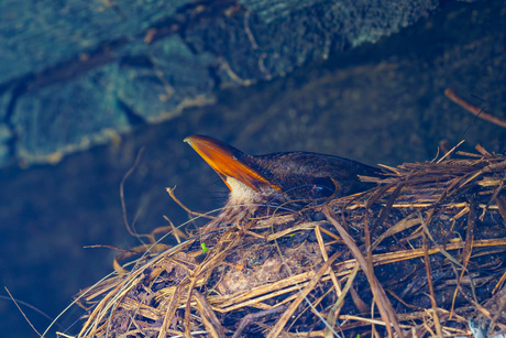 Moeder Merel stoort zich niet
