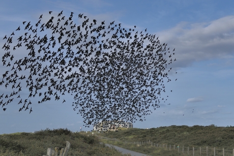 Spreeuwen bij Kijkduin