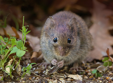 Rosse Woelmuis