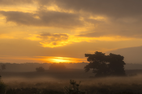 Zon boven de heide