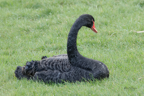 Zwarte zwaan