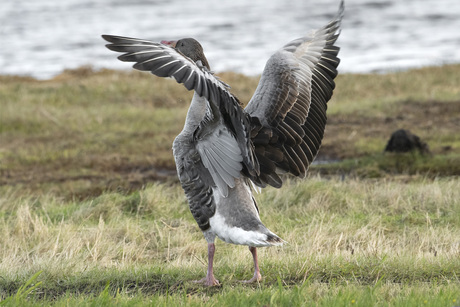 Grauwe Gans