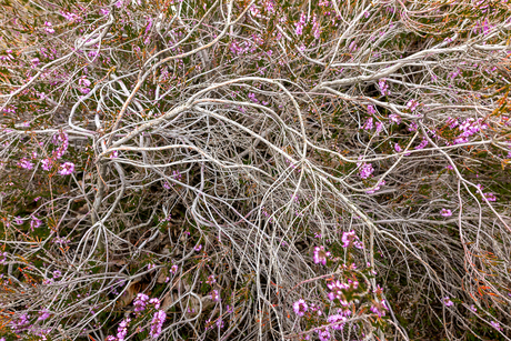 Grenspark Kalmthoutse Heide