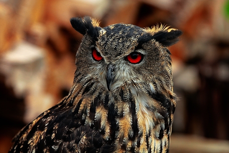 Kijk eens in de poppetjes van mijn ogen