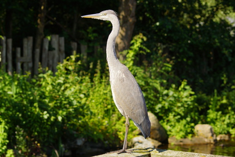 reiger