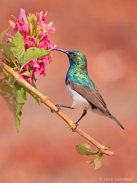 White bellied sunbird