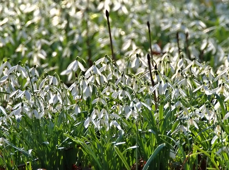 sneeuwklokjes
