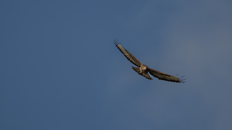 Buizerd