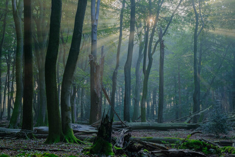 zonsopkomst in het bos