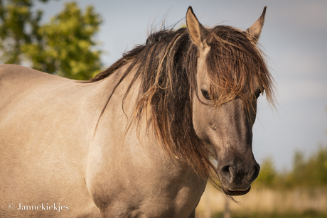 Konikpaarden