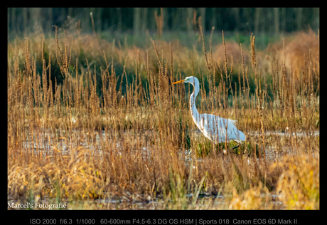 witte reiger