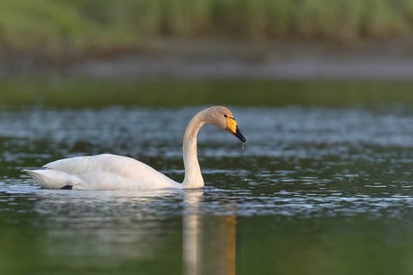 Wilde zwaan