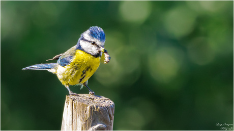 Pimpelmees met wat lekkers
