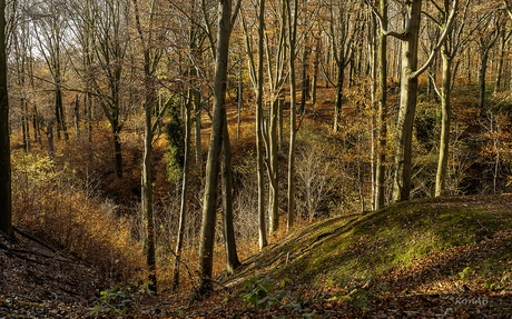 Herfst in het Stammenderbos