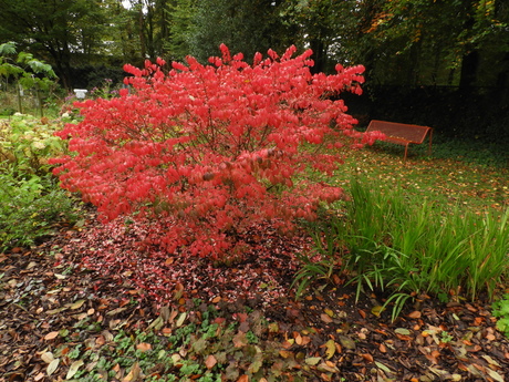 Het rode zomerbankje in de herfst