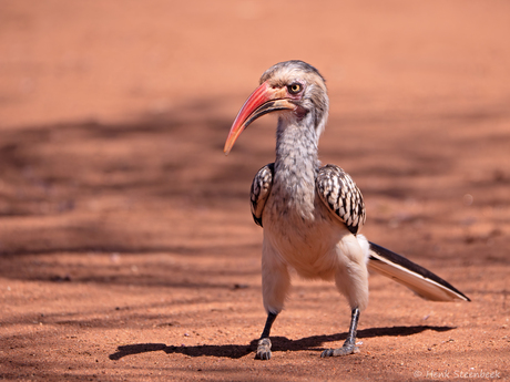 Zuiderlijke rode neushoornvogel