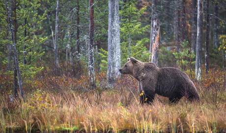 Beren - Finland