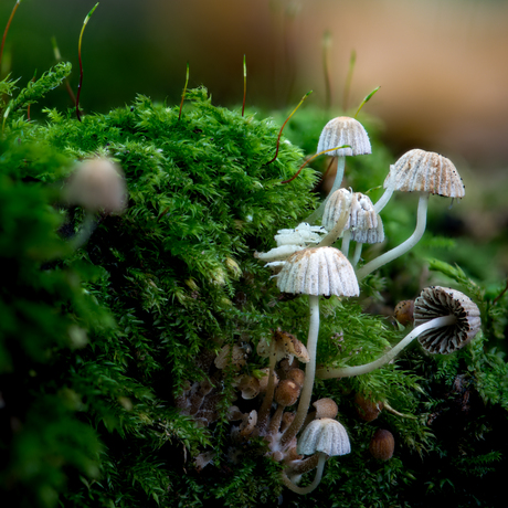 Paddenstoelen 4