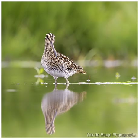 Watersnip