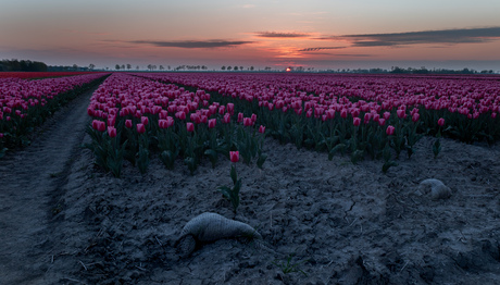 Zonsondergang by t tulpen veldje