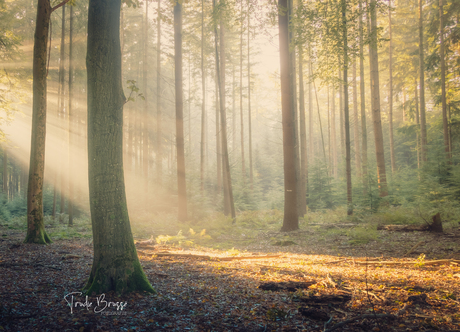 Dromerige start van de dag 