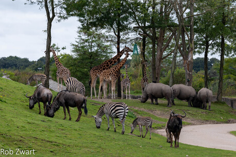 Safari