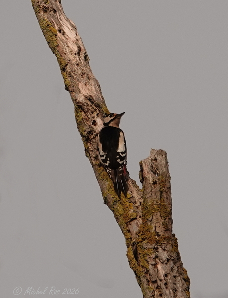 De grote bonte specht