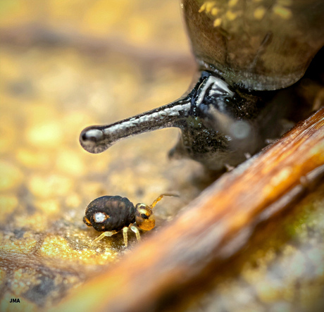 Springstaartje bij een 3mm kleine slakje.