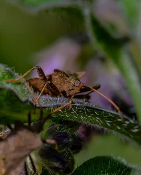 Fluweel bruine rand wants 