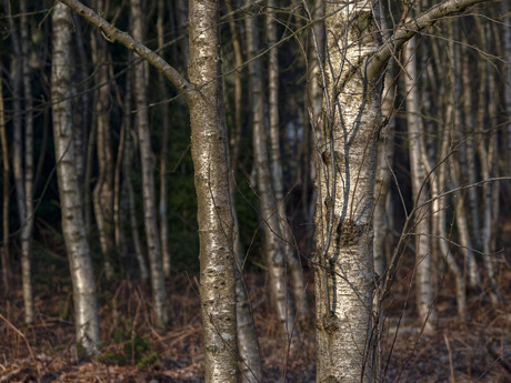 De zilverberk slaapt nog, ....