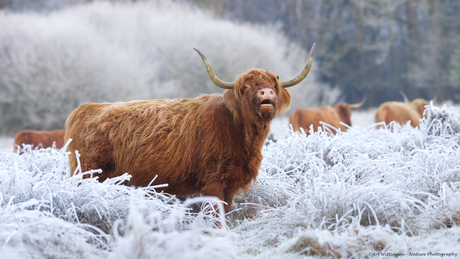 Schotse Hooglander in een winterse omgeving