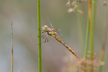 Bruinrode heidelibel