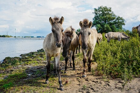 Paardjes bij de waal