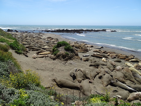 Een strand vol zeehonden.