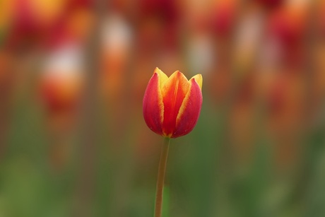 Aanvoerder van de troepen